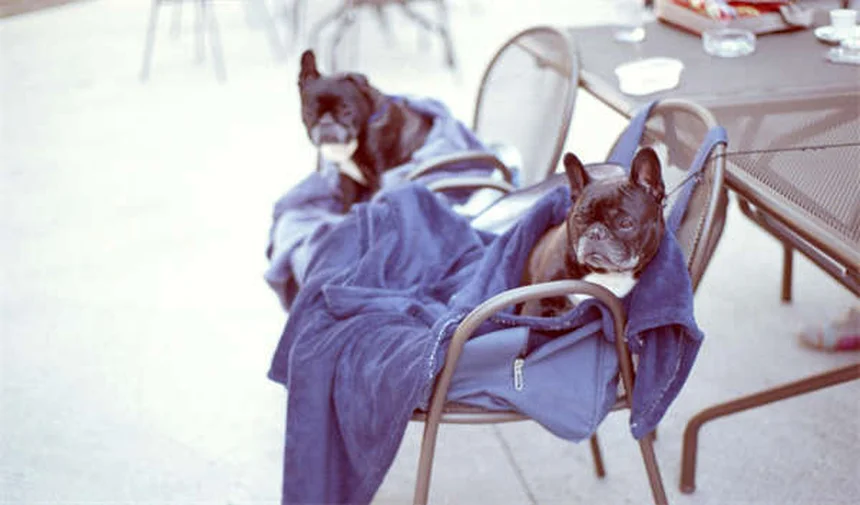 猫がじっと見つめてくる理由6選！視線の意味と正しい対処法