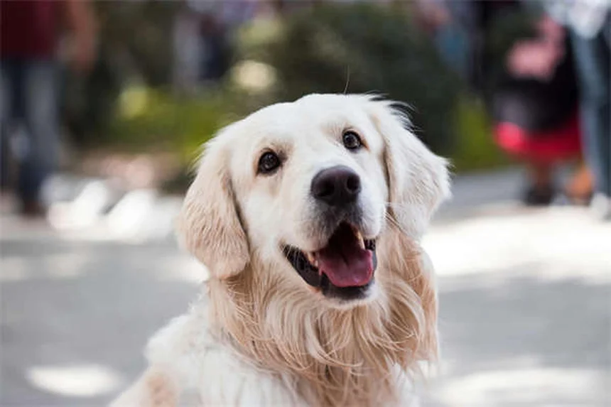 子犬の下痢の原因と対処法｜獣医師が教える緊急判断基準