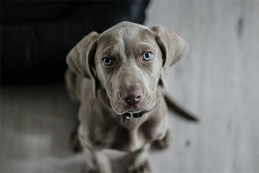 犬猫のカリウム不足を解消！Potassi-ject®の効果的な使い方5選
