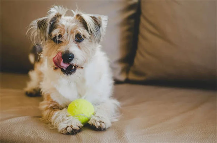 犬猫のカリウム不足を解消！Potassi-ject®の効果的な使い方5選