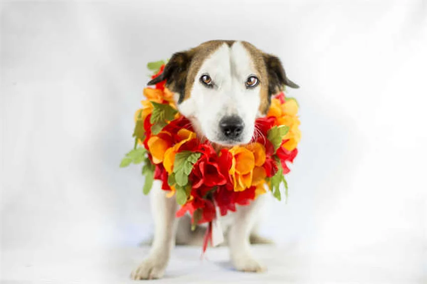 犬猫のカリウム不足を解消！Potassi-ject®の効果的な使い方5選