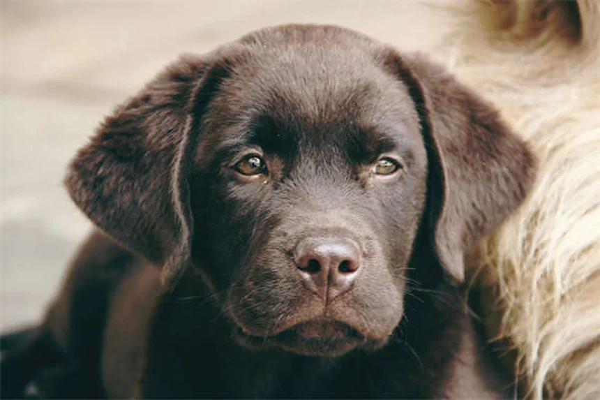 冬のネズミ駆除剤から愛犬を守る5つの方法【獣医師推奨】