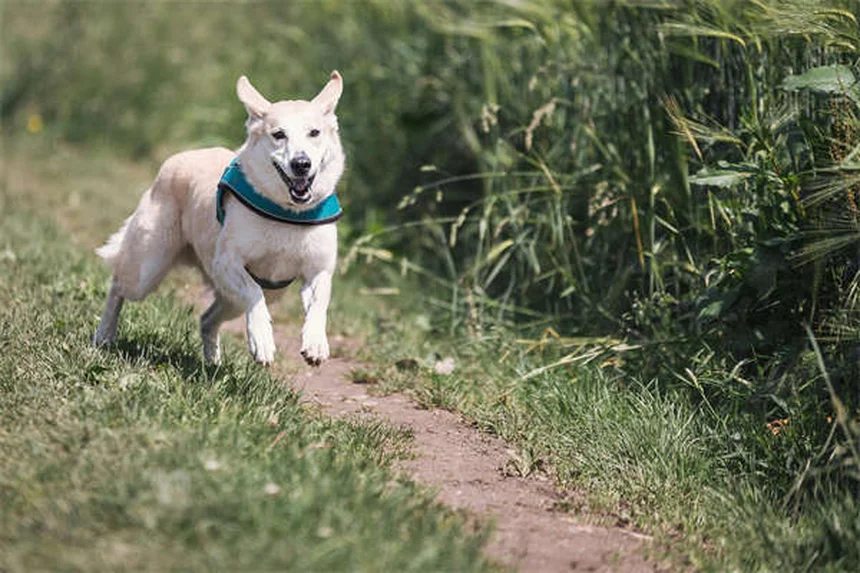 犬にハチミツは大丈夫？安全な与え方と注意点を解説