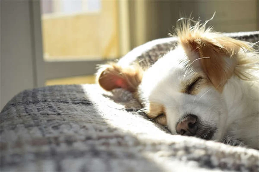 犬にハチミツは大丈夫？安全な与え方と注意点を解説
