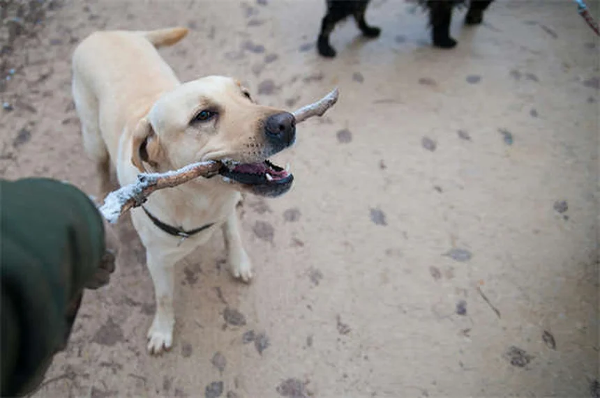 犬にハチミツは大丈夫？安全な与え方と注意点を解説