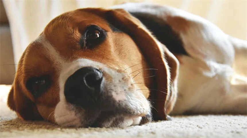 犬にハチミツは大丈夫？安全な与え方と注意点を解説